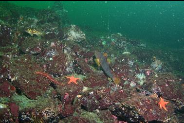 kelp greenling and copper rockfish on rocky slope