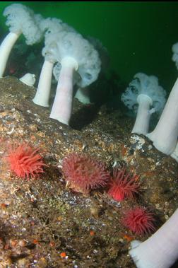 anemones on wall