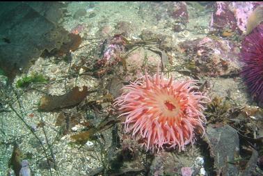 another sand anemone