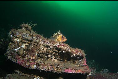 quillback rockfish