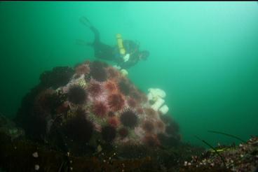 urchins and anemones on boulder