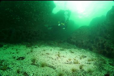 tube-dwelling anemones in sandy channel