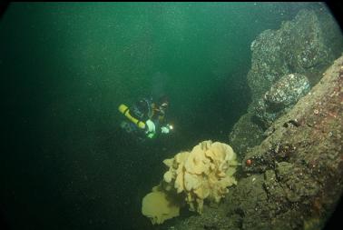 cloud sponge