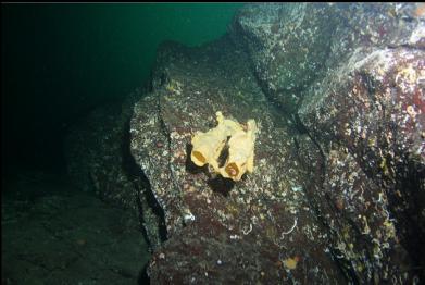 cloud sponge