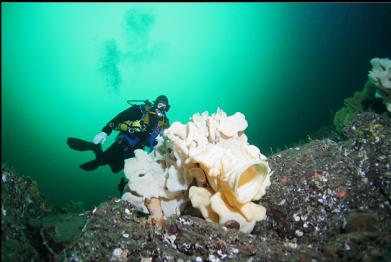 sponge on ledge