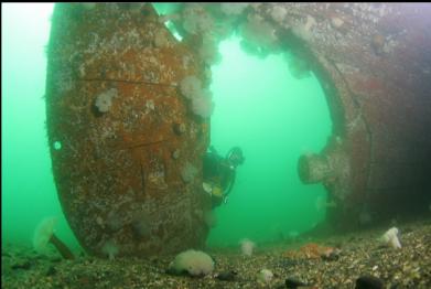 swimming behind rudder