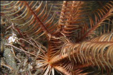 feather star