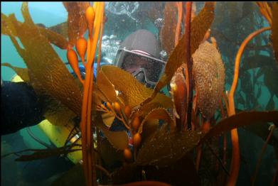 behind giant kelp