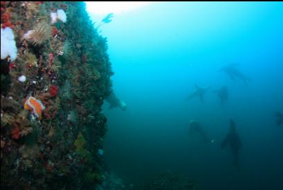 sealions off wall