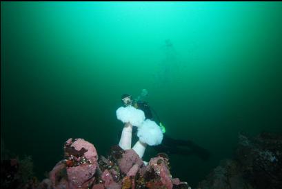 aimed-too-high self-portrait with plumose anemones