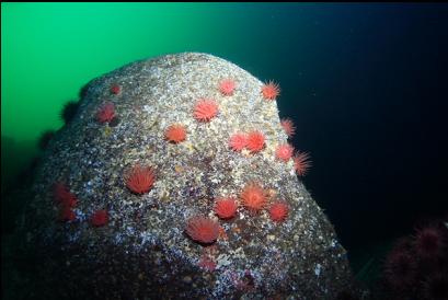 crimson anemones on boulder on ledge