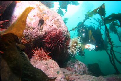 anemone and urchins