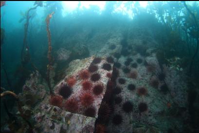 looking up wall of urchins