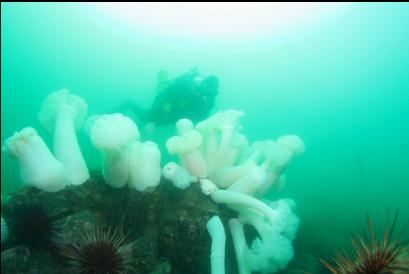 plumose anemones