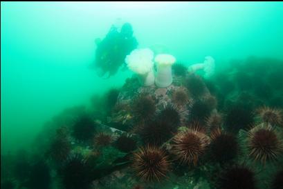 plumose anemones and urchins 