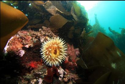 fish-eating anemone