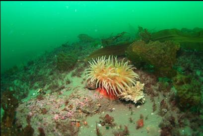 fish-eating anemone and sponge