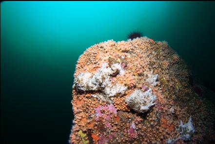 sponges and zoanthids on boulder