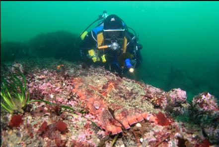 well camouflaged octopus on the sandbags