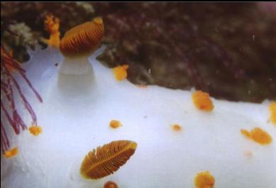 CLOWN NUDIBRANCH