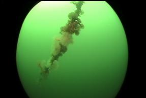 ANEMONES ON MOORING LINE