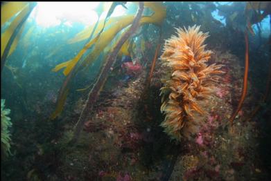 hydroids on kelp stalk