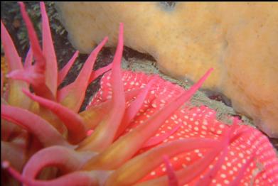 spotted rose anemone