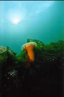 PLUMOSE ANEMONE