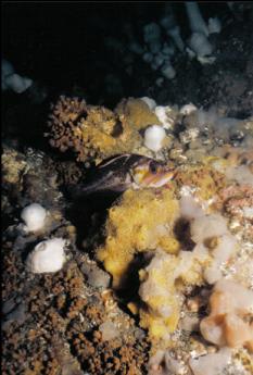 COPPER ROCKFISH RESTING ON SULPHUR SPONGE