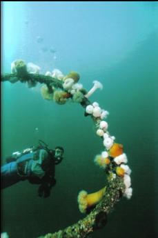 PLUMOSE ANEMONES ON STEEL CABLE