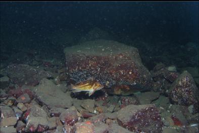 ROCKFISH ON DEEPER REEF