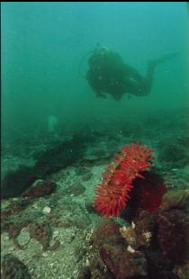 FISH-EATING ANEMONE