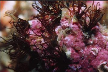 MARINE WORM COLONY