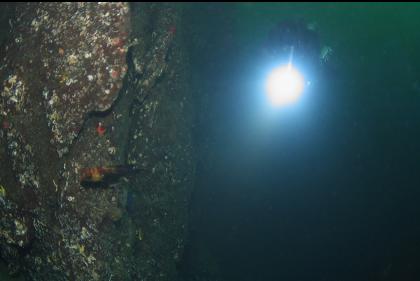 quillback rockfish