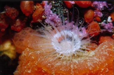 ANEMONE AND TUNICATES