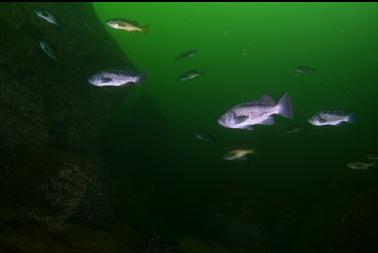 black and yellowtail rockfish