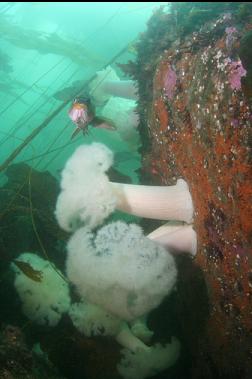 rockfish and anemones