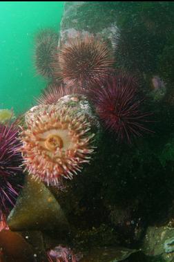 anemone and urchins