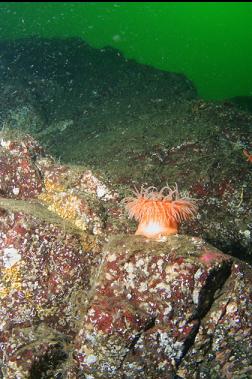 swimming anemone on wall