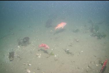 vermilion and canary rockfish over silty bottom