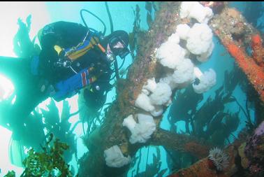 anemones on metal beams