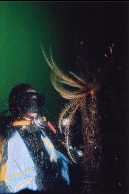 FEATHER STAR AND CLOUD OF SHRIMP ON WALL