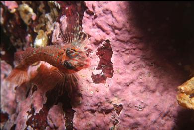 longfin sculpin