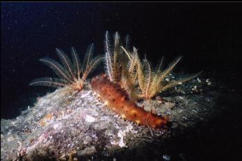 CALIFORNIA CUCUMBER AND FEATHER STARS