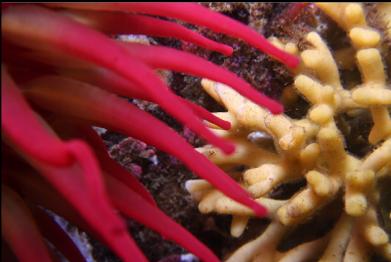 fish-eating anemone and staghorn bryozoan