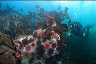 urchins