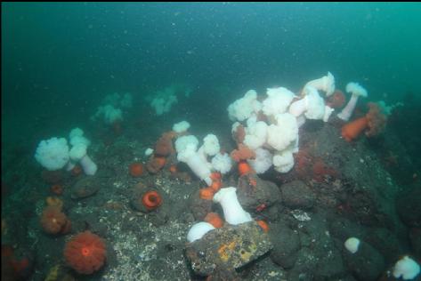 anemones near the point