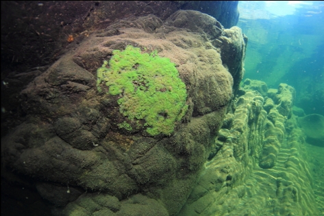 freshwater sponge