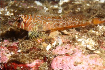 longfin sculpin