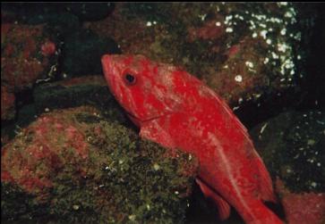 VERMILION ROCKFISH